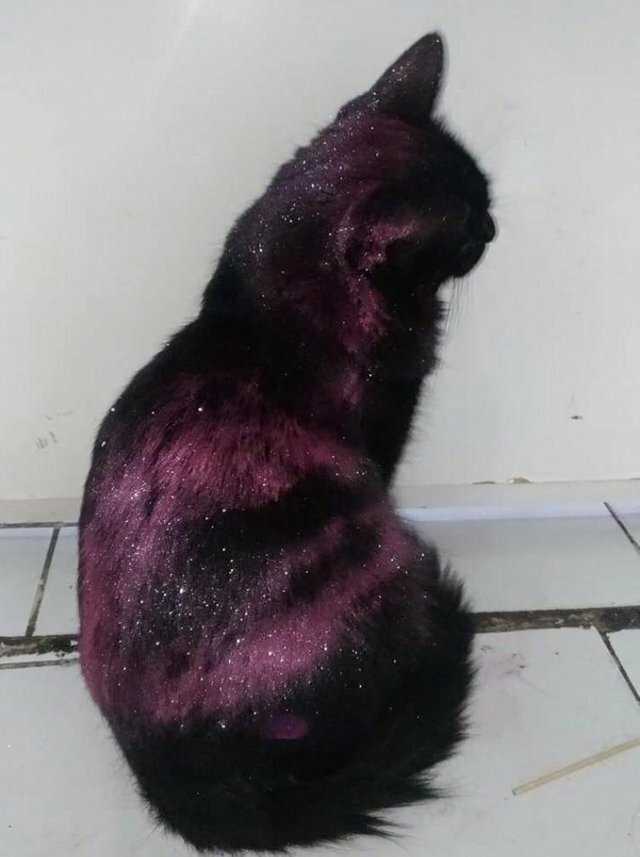 5. "Моя кошка повалялась в блестках, теперь она выглядит, как космос" без фотошопа, идеально, красиво, фото